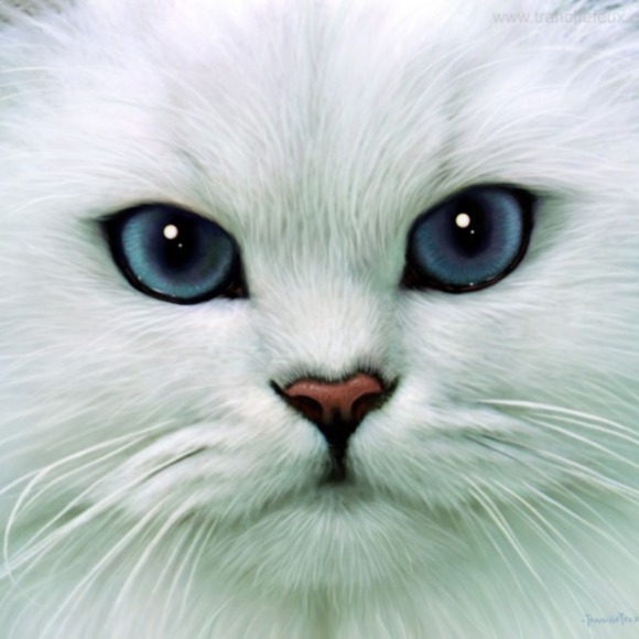 spendycat